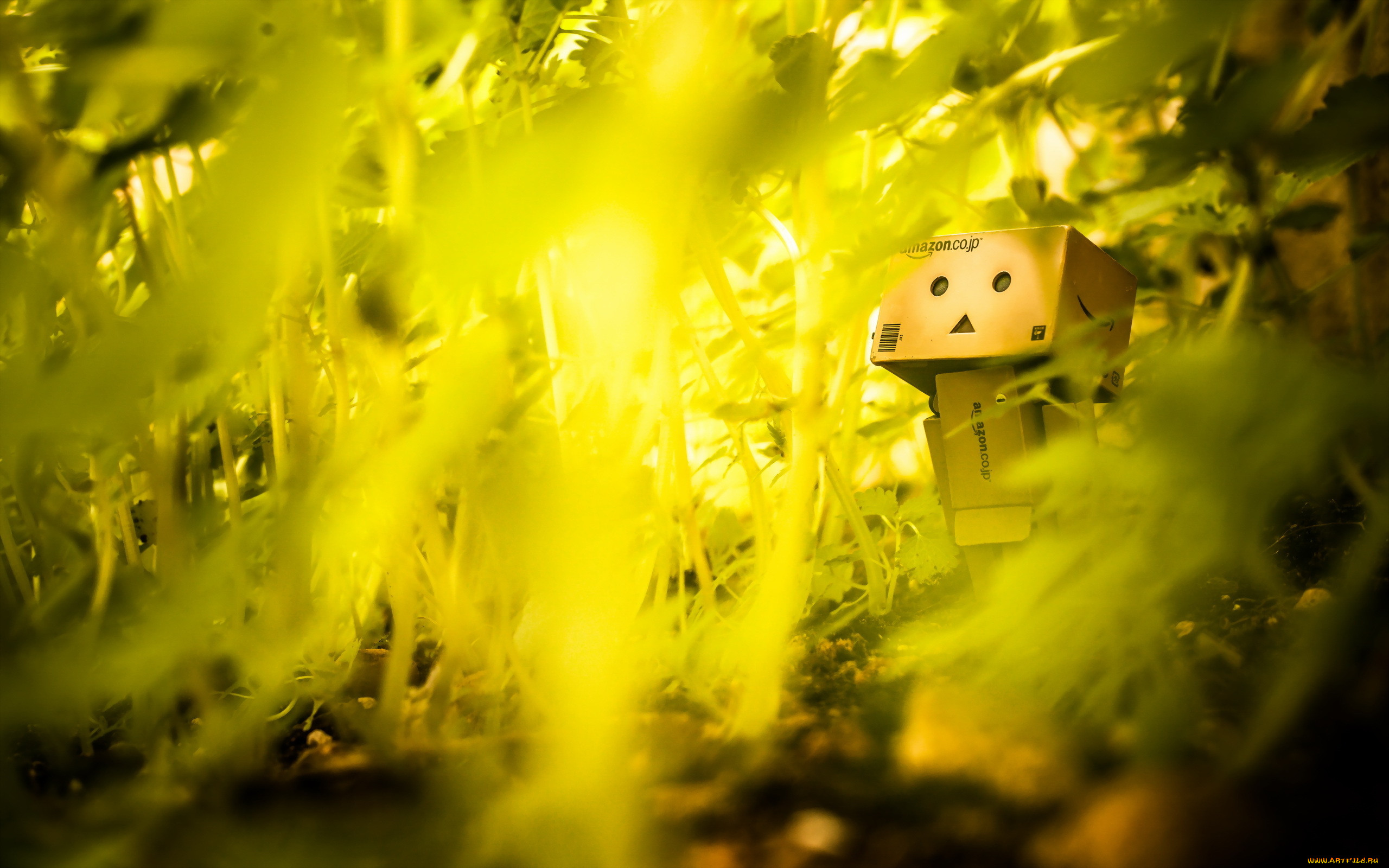 , , danboard, , , amazon